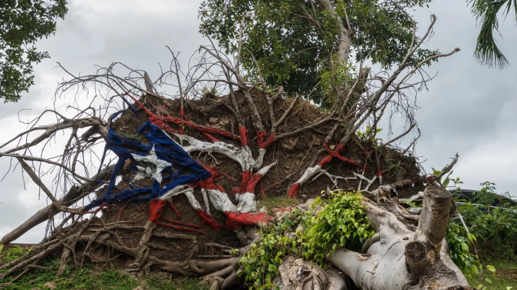 fallen tree from hurricane maria in san juan