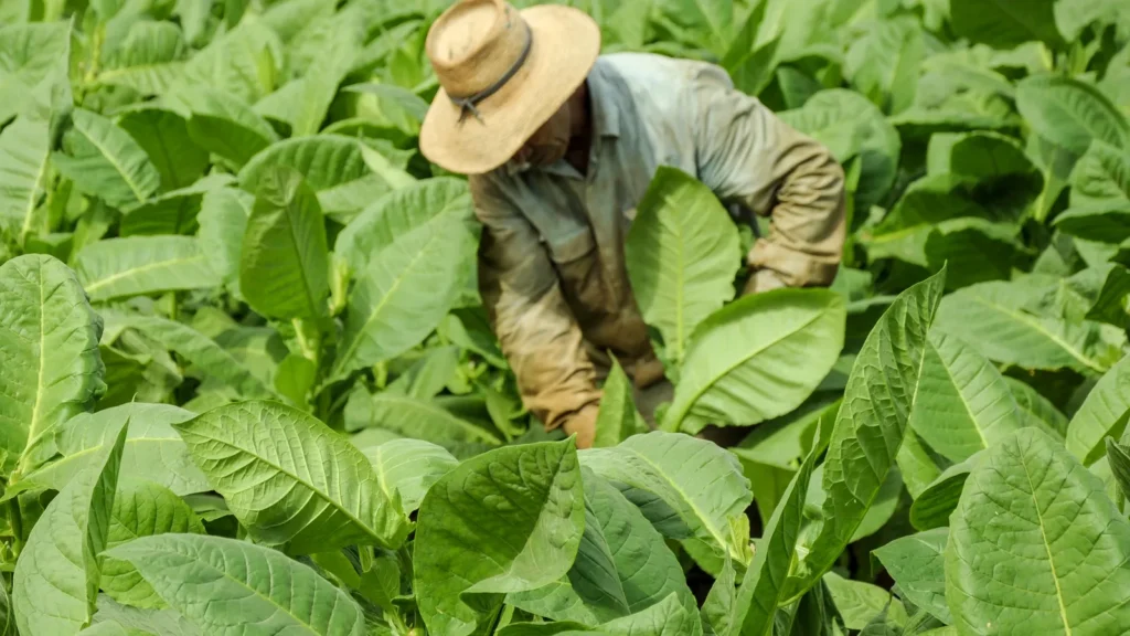 Tobacco fields in cuba