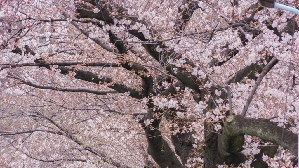 Cherry tree in full bloom