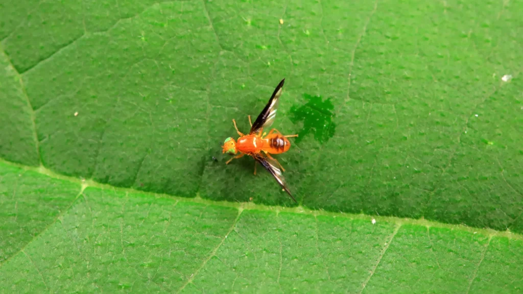 Flies on wild plants