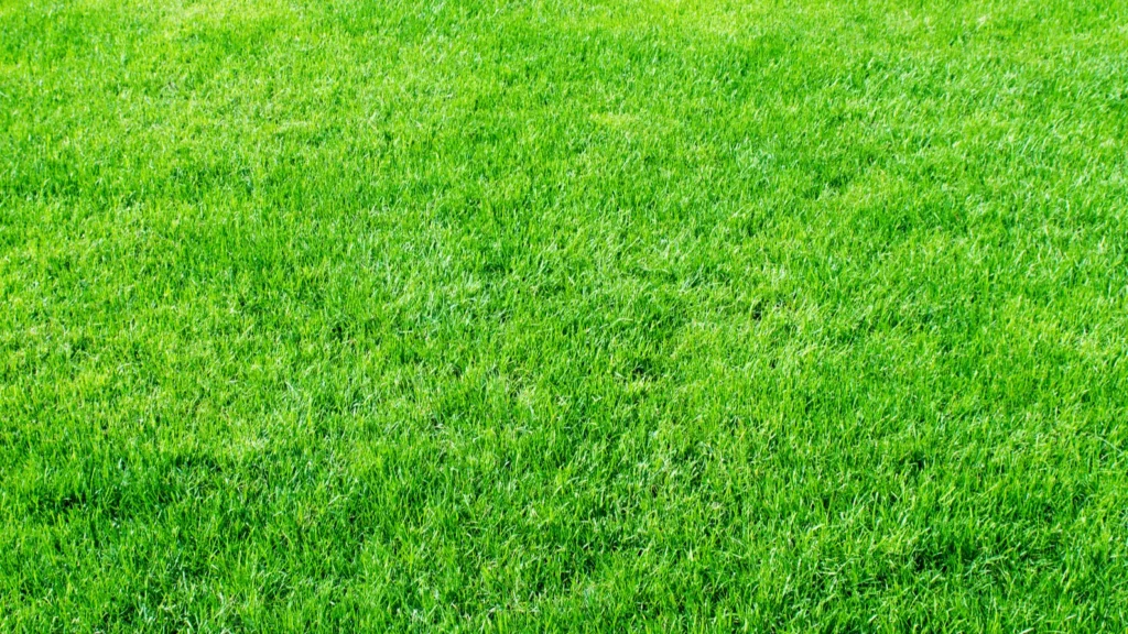 grass field
