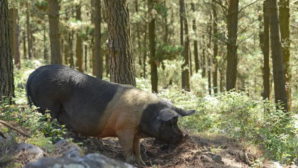 image of a galician celtic pig