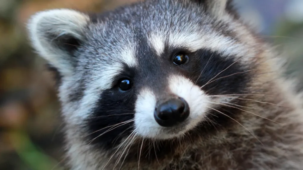 raccoon