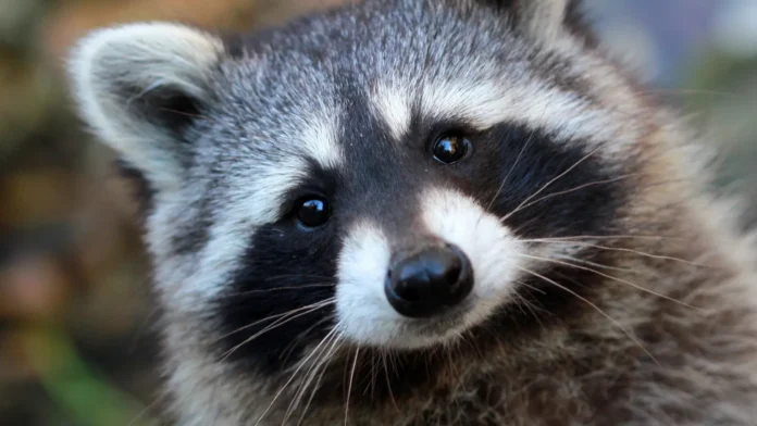 raccoon raccoon