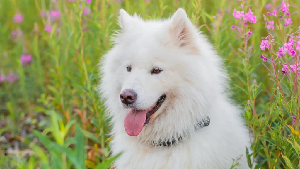 A white Samoyed dog in a grass field.