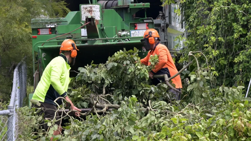 Arborists feeding branches into a wood chipper.