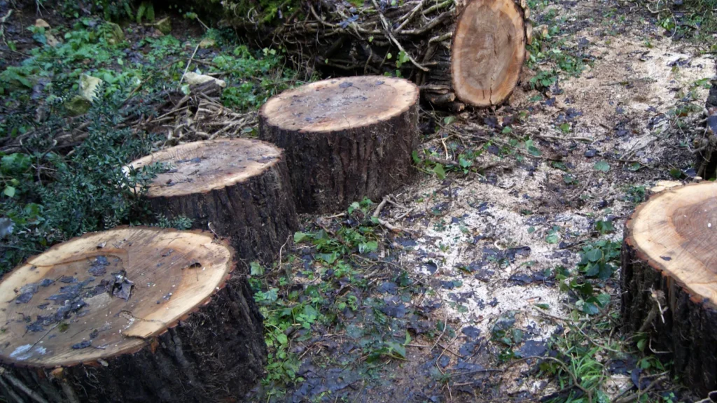 Cut tree trunk and stumps arranged in a circle.
